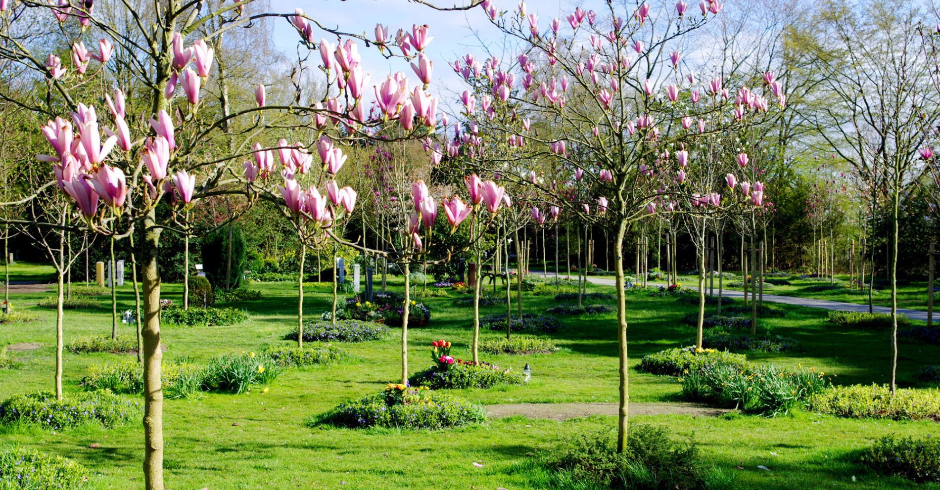 Stilles Grabfeld im Magnolienhain