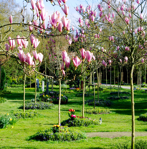 Blühende rosa Magnolienbäume im Magnolienhain